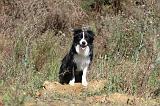 BORDER COLLIE 319
